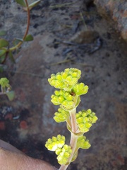 Crassula atropurpurea