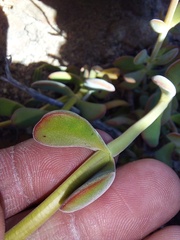 Crassula atropurpurea