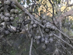 Eucalyptus baxteri