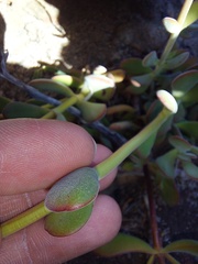 Crassula atropurpurea