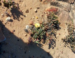 Cephalophyllum pillansii