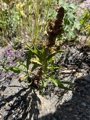 Rumex triangulivalvis