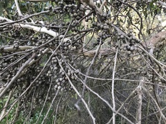 Eucalyptus baxteri