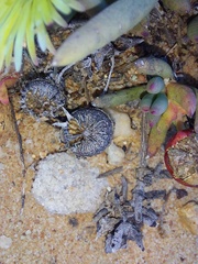 Cephalophyllum pillansii