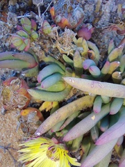 Cephalophyllum pillansii