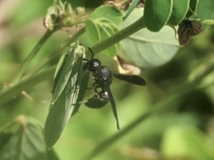 Orancistrocerus aterrimus erythropus