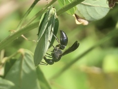 Orancistrocerus aterrimus erythropus