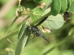Orancistrocerus aterrimus erythropus