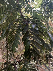 Pometia pinnata