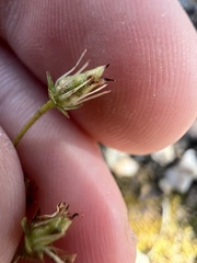 Saxifraga bronchialis