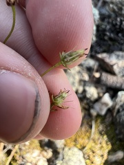 Saxifraga bronchialis