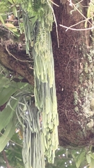 Phlegmariurus phlegmaria