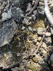 Saxifraga bronchialis