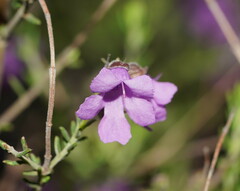 Prostanthera