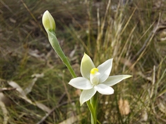 Thelymitra albiflora