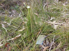 Thelymitra albiflora