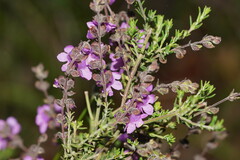 Prostanthera