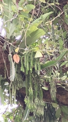 Phlegmariurus phlegmaria