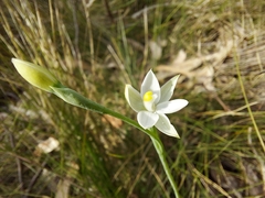 Thelymitra albiflora