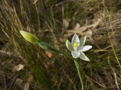 Thelymitra albiflora