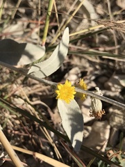 Pentanema verbascifolium