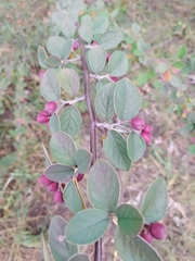 Cotoneaster fangianus