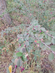 Cotoneaster fangianus