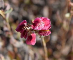 Atraphaxis replicata
