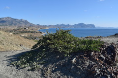 Capparis spinosa herbacea