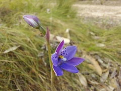 Thelymitra juncifolia