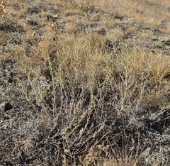 Artemisia lercheana