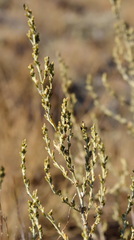 Artemisia lercheana
