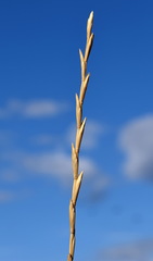 Elymus nodosus