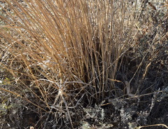 Elymus nodosus