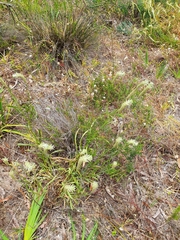 Ptilotus polystachyus