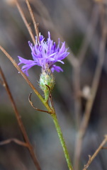 Centaurea caprina