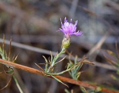 Centaurea caprina