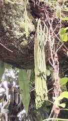 Phlegmariurus carinatus