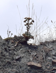 Seseli gummiferum