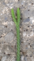Phlegmariurus carinatus