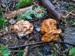 Gyromitra gigas