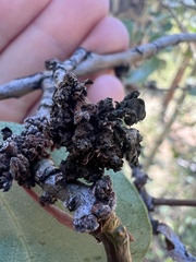 Aceria parapopuli