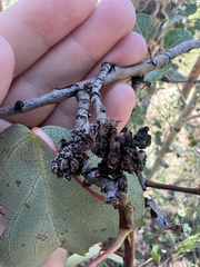 Aceria parapopuli
