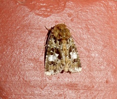 Pantheinae