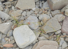 Asparagus verticillatus