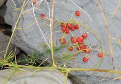 Asparagus verticillatus