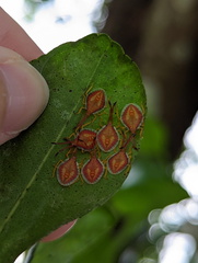 Agapophyta bipunctata