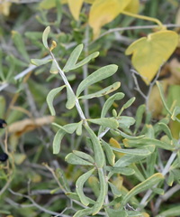 Nitraria schoberi