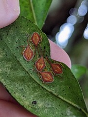 Agapophyta bipunctata