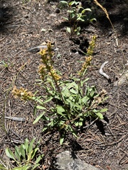 Solidago pallida